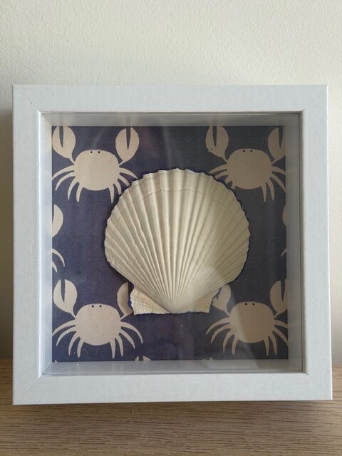 White Scallop on Navy Crab Print in White Shadow Box